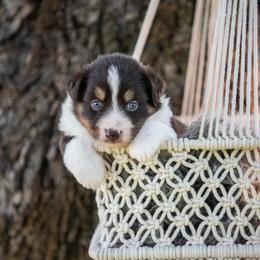Tilly - Red tri-color female Australian Shepherd puppy in Harmony, North Carolina from Fox Aussies