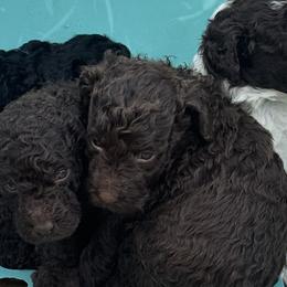 Labradoodles from Martin Family Doodle