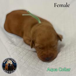 Hazel Aqua Collar - Yellow female Labrador Retriever puppy in Elloree, South Carolina from Moonlight Kennels LLC