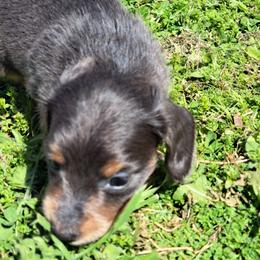 Pink - Blue and tan female Dachshund puppy in Franklin, Georgia from Lakeside Kennels of Franklin