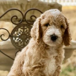 Goldendoodles from Dailey Doodles
