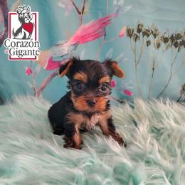 Eloise Bridgerton - Black and tan female Yorkshire Terrier puppy in California from Corazon de gigante