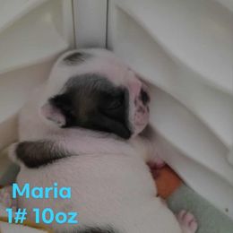 Cupcake-aka Maria - Fawn brindle and white female French Bulldog puppy in Sanford, Maine from Sassy Little Bulldogs