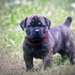 Sparky - Brindle female Boerboel puppy in Wasilla, Alaska from Northland Boerboels