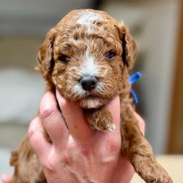Clyde - Red  male Goldendoodle puppy in Great Falls, Montana from AnneLuna Goldendoodles