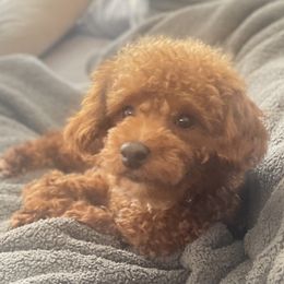 Gary - Poodle