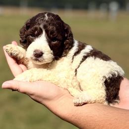 Maple - Brown and white female Aussiedoodle puppy in Eastman, Georgia from Dood B Ranch