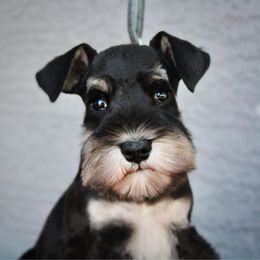 Deja Black and silver Boy - Black and silver male Miniature Schnauzer puppy in Queen Creek, Arizona from Chapman Schnauzers