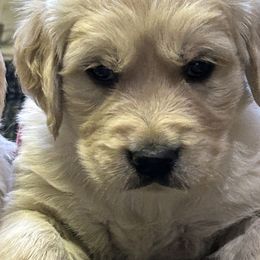 Golden Retriever Puppies from MarGold Goldens