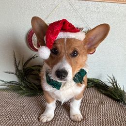 DAVE AKC - Red male Pembroke Welsh Corgi puppy in Hinton, Oklahoma from Green Cloud Ranch