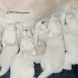 Girl 7 - Golden female Golden Retriever puppy in Murfreesboro, Tennessee from ATW Retrievers
