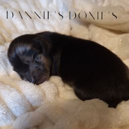 Pepper - Dapple male Dachshund puppy in Hiddenite, North Carolina from Dannie's Doxies