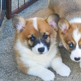 Pembroke Welsh Corgis from Pine Lawn Corgis