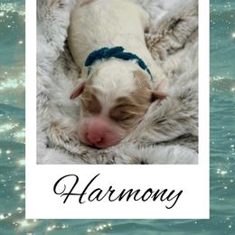 Harmony - Parti female Goldendoodle puppy in Horner, West Virginia from Deer Creek Goldens of WV