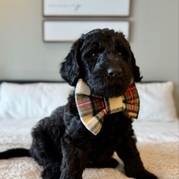 Male puppy - Black male Labradoodle puppy in Adams, Nebraska from Boxcar Doodles and Poodles