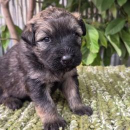 Chestnut - Fawn female Bouvier des Flandres puppy in Drury, Missouri from Black Bears Critters