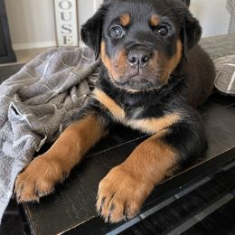 Rottweiler Puppies from Midnight Rottweilers