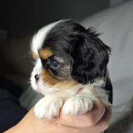 Cavalier King Charles Spaniel Puppies from Graceful Acres
