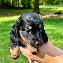 LUIGI AKC HEALTH GUARANTEE - Black and tan male Dachshund puppy in El Dorado, Arkansas from LovelylilDoxies