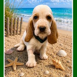 Green collar Male - Red and white male Basset Hound puppy in Columbia, South Carolina from Pawmetto Hounds
