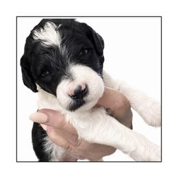 Groom - Parti male Poodle puppy in Greenwich, New York from MizzElle’s Standard Poodles