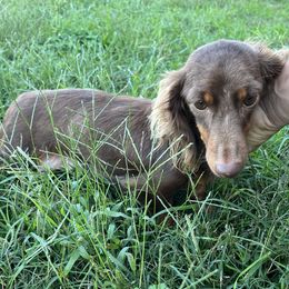 Fiona - Dachshund
