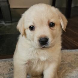 Girl 6 - female Labrador Retriever puppy in Lowell, Michigan from Ganderwood English Labradors