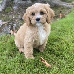 Cavapoo, Maltipoo, and Poodle Puppies from My Sweet Poodles and Doodles