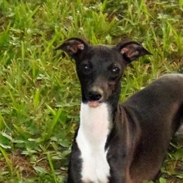 Ella - Italian Greyhound
