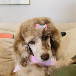 Bernedoodle and Goldendoodle Puppies from Cottrell’s Poodles & Doodles