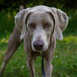 Weimaraner All Grown Up from SureShot Weimaraners