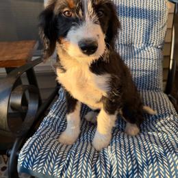 Penelope - Black tri-color female Aussiedoodle puppy in Lowville, New York from Adirondack Labradoodles