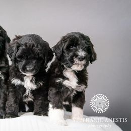 Portuguese Water Dog Puppies from Sun Joy PWDS