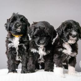 Portuguese Water Dog Puppies from Sun Joy PWDS