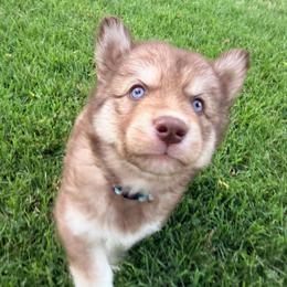 Steven (Blue Collar) - Red and white male Siberian Husky puppy in Warwick, Rhode Island from Young Orchard Siberians