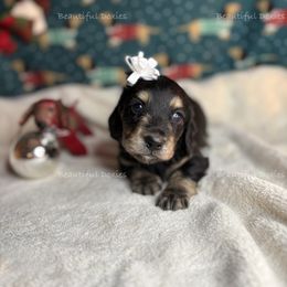Lola - Black and cream female Dachshund puppy in Washington from Beautiful Doxies
