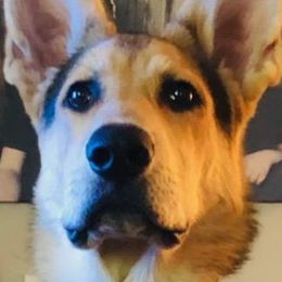 German Shepherd All Grown Up from GS Fancy