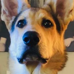 German Shepherd All Grown Up from GS Fancy