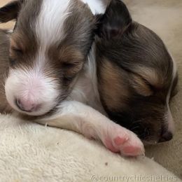 Shetland Sheepdog Puppies from Country Chic Shelties