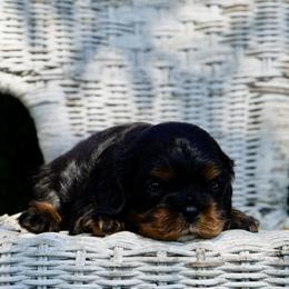 Ansel - Black and tan male Cavalier King Charles Spaniel puppy in Lula, Georgia from Cavaliers by Crumley