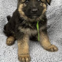 Boy 4 - Black and tan male German Shepherd puppy in Allentown, Pennsylvania from VMH Shepherds