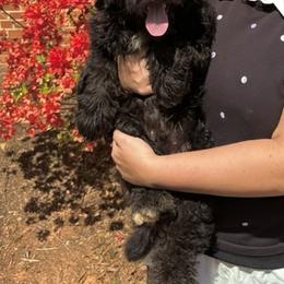 Teddy - Black and white male Aussiedoodle puppy in Stokesdale, North Carolina from His and Hers Poodles and Doodles