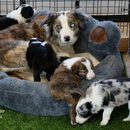 Border Collies from C2C Border Collies
