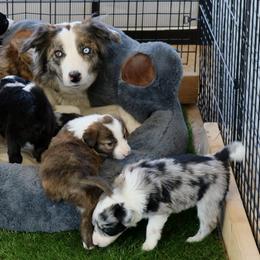 Border Collies from C2C Border Collies