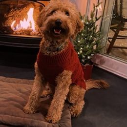 Goldendoodles from Kona’s Pups
