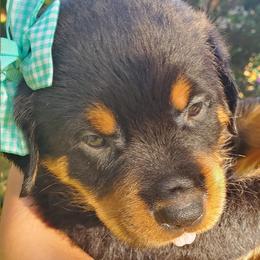 Rottweiler Puppies from Emperor Rottweilers