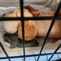 Girl 1 - Blue female French Bulldog puppy in Grand Junction, Colorado from Elisabeth's Frenchies
