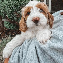 Brooks (Blue Collar) - Parti male Goldendoodle puppy in Beaverton, Oregon from Henry Elliots