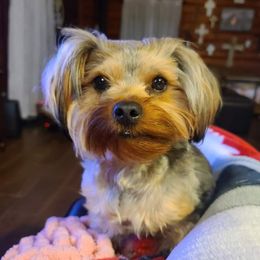 Maggie - Maltese