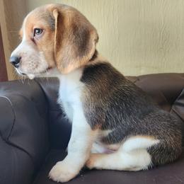 Miles - Black tan and white male Beagle puppy in Bois D Arc, Missouri from Country Home Pets and Farm